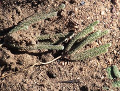 Aspalathus triquetra