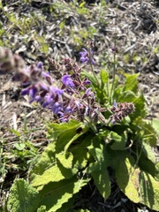 Salvia sclareoides