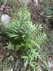 Pteris denticulata denticulata