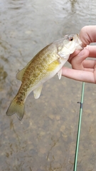 Micropterus punctulatus