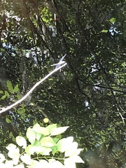 Pachydiplax longipennis