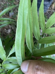 Pteris denticulata denticulata