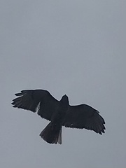 Buteo jamaicensis