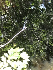 Pachydiplax longipennis
