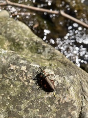 Lytta aenea