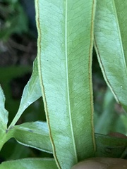 Pteris denticulata denticulata