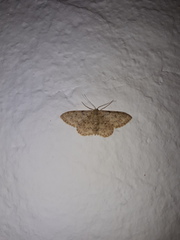 Idaea cervantaria