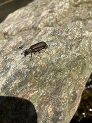 Lytta aenea