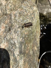 Lytta aenea