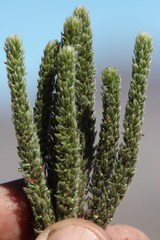 Aspalathus triquetra