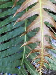 Blechnum brasiliense