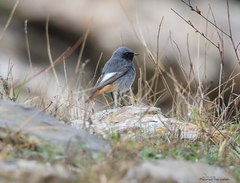 Phoenicurus ochruros