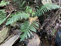 Blechnum brasiliense