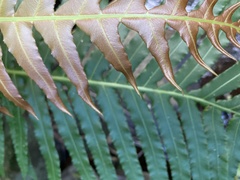 Blechnum brasiliense