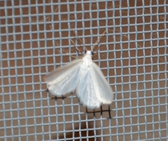 Lomographa vestaliata