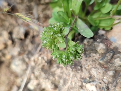 Valerianella discoidea