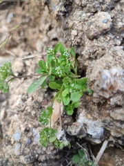 Valerianella discoidea