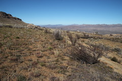 Aspalathus triquetra