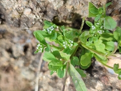 Valerianella discoidea