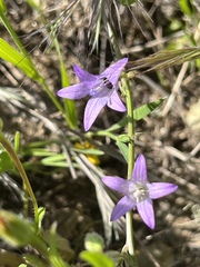 Campanula rapunculus
