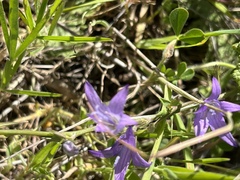 Campanula rapunculus