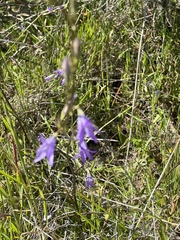 Campanula rapunculus