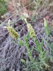 Lavandula viridis
