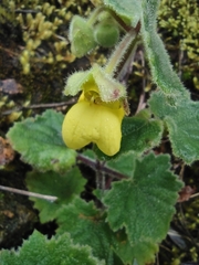 Calceolariaceae