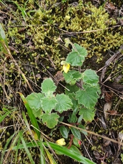 Calceolariaceae