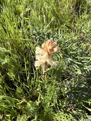 Orobanche picridis
