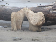 Eubalaena glacialis