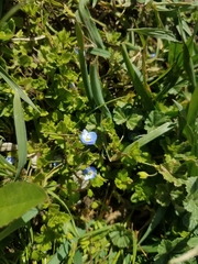 Veronica persica