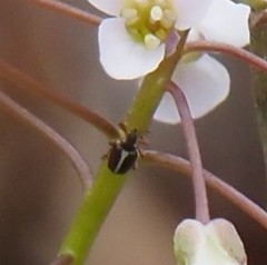 Ceutorhynchus semirufus