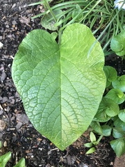 Trachystemon