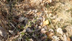 Chamaecytisus hirsutus
