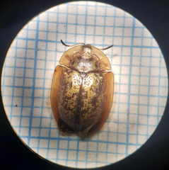 Cassida canaliculata