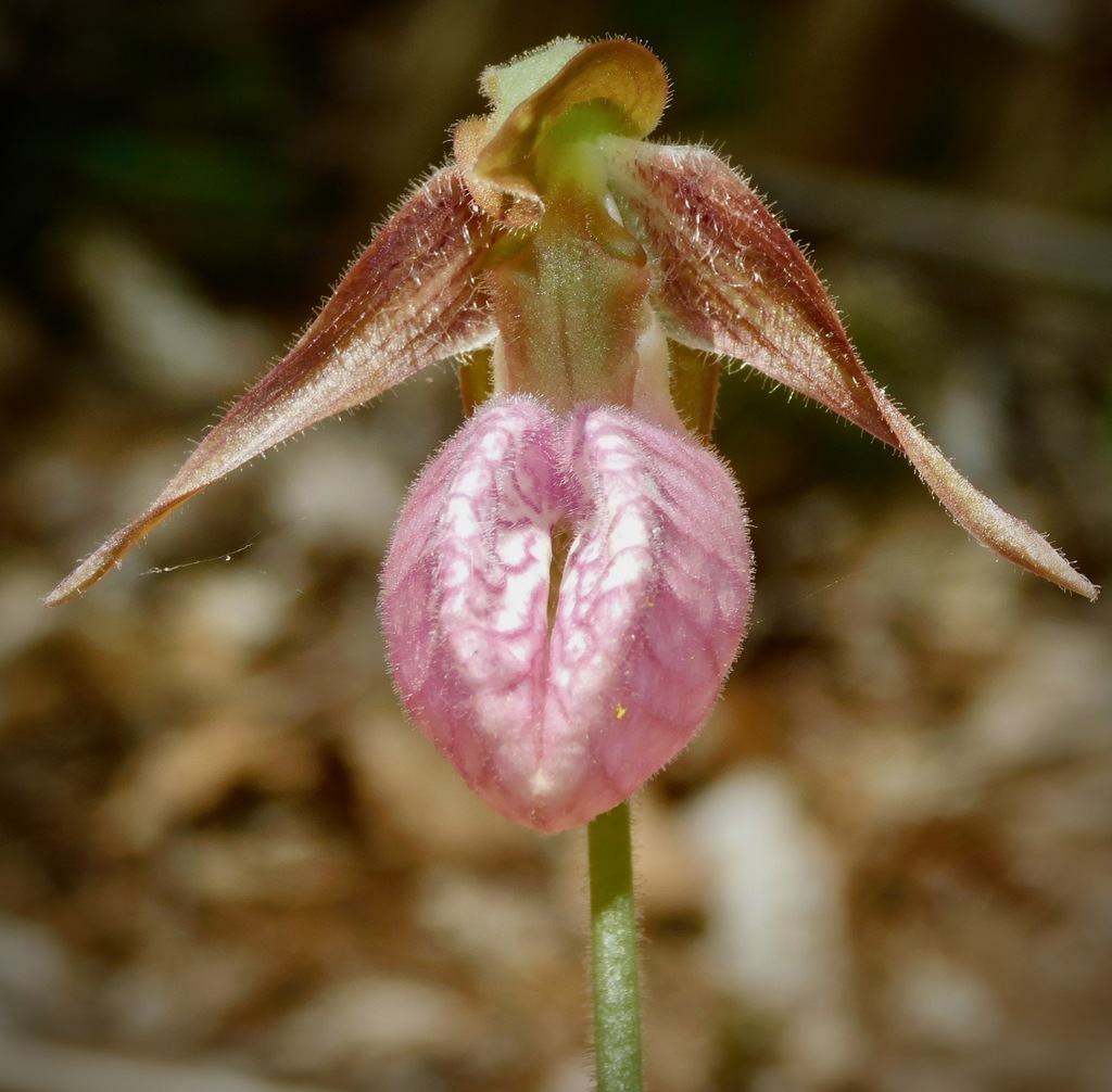 Cypripedium acaule