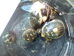 Nerita versicolor