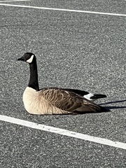 Branta canadensis