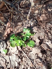Ficaria verna