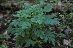 Solanum seaforthianum