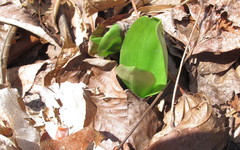 Galearis spectabilis