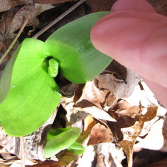 Galearis spectabilis