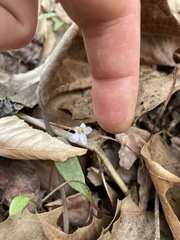 Claytonia caroliniana