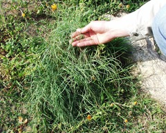 Allium litardierei