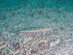 Parapercis stricticeps