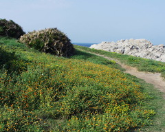 Calendula suffruticosa monardii