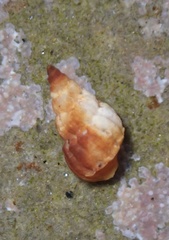 Epitonioidea