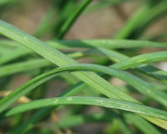 Allium litardierei