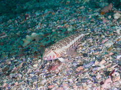 Parapercis stricticeps